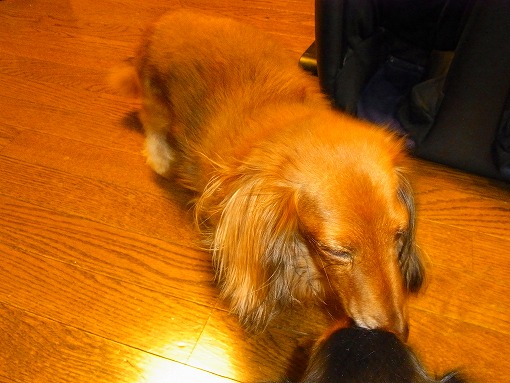 老犬ランの引越し_b0150120_1172989.jpg