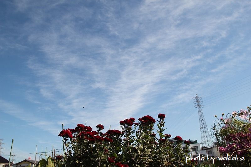 e0052135_18164563.jpg