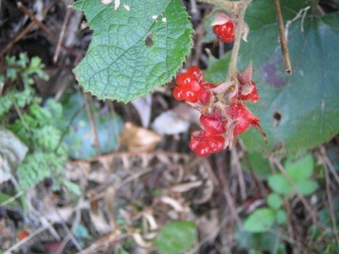 e0110940_8483227.jpg