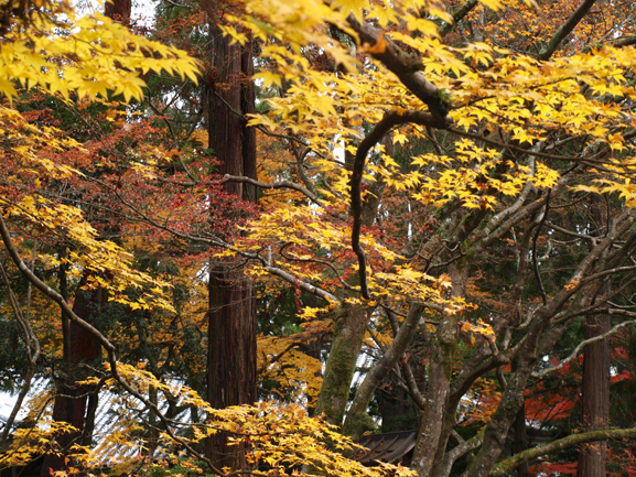 京都の紅葉・・・_a0232543_1884259.jpg