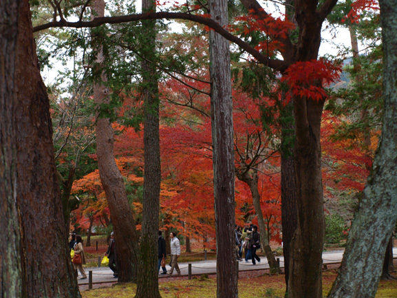 京都の紅葉・・・_a0232543_1915549.jpg