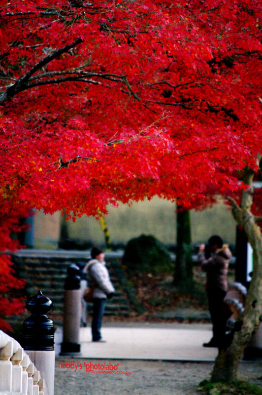 紅葉2011　#02_a0134950_23163486.jpg