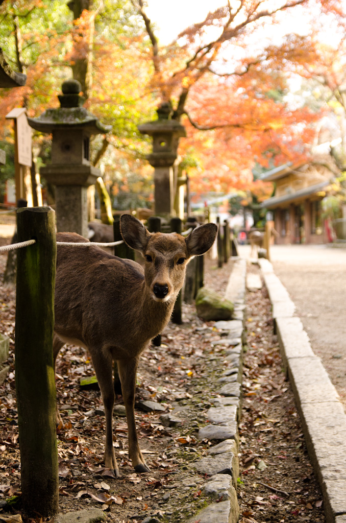 12/4 奈良公園の続き_f0167977_1612456.jpg