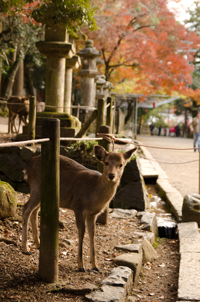 12/4 奈良公園の続き_f0167977_1613562.jpg