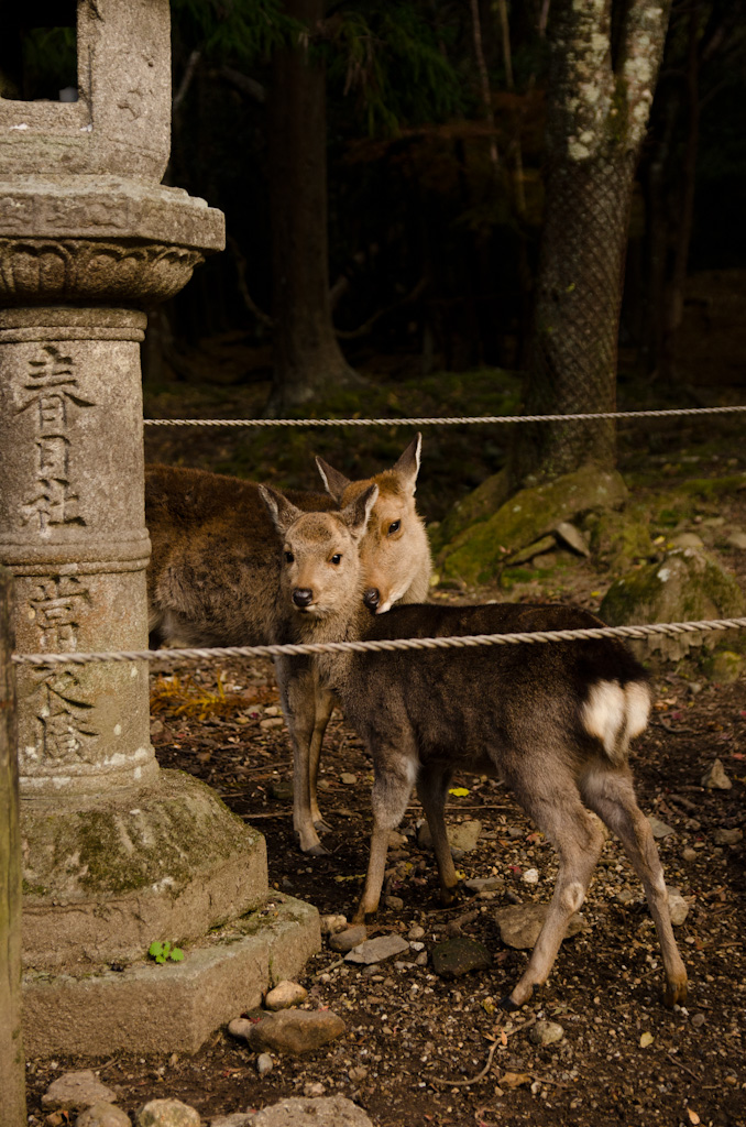 12/4 奈良公園の続き_f0167977_16141595.jpg