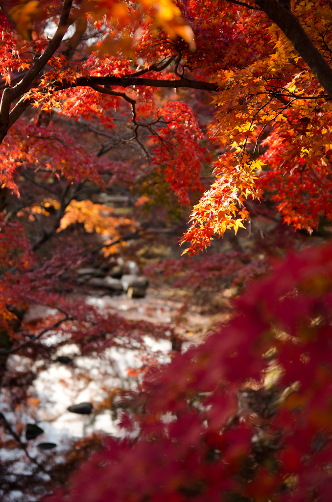 12/4 奈良公園の続き_f0167977_16154962.jpg