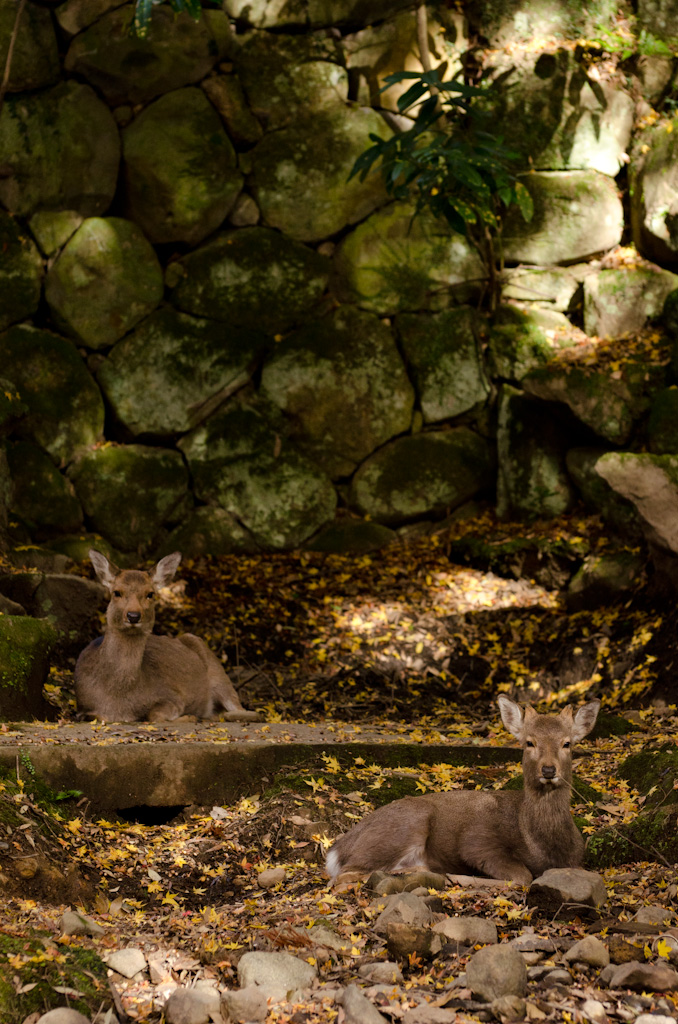 12/4 奈良公園の続き_f0167977_161598.jpg