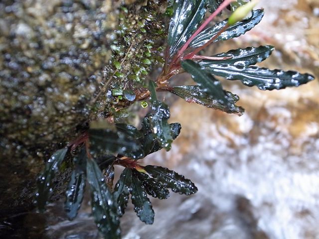 □Bucephalandra sp