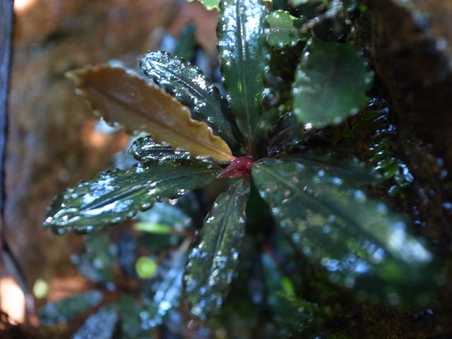 □Bucephalandra sp