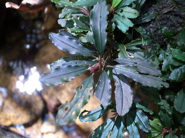 □Bucephalandra sp