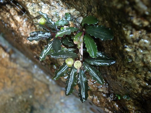Bucephalandra for Sale | Aquarium Plants in Canada