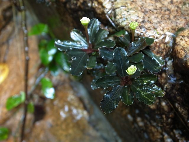 Bucephalandra for Sale | Aquarium Plants in Canada
