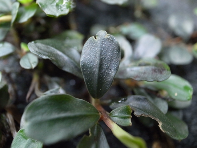 □Buce sp from Air terjun Gunung Puis【AZ0811-8】 : ホシクサ