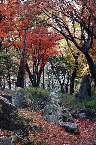 ネリネと、散歩道の紅葉。_f0030085_20255740.jpg