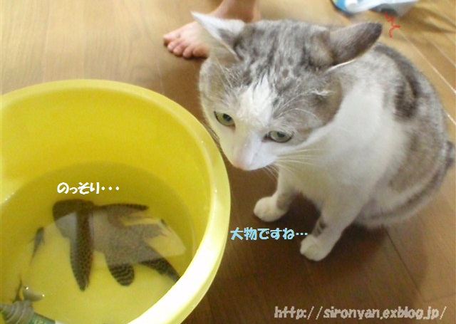 熱帯魚とねこ_a0159490_1583744.jpg