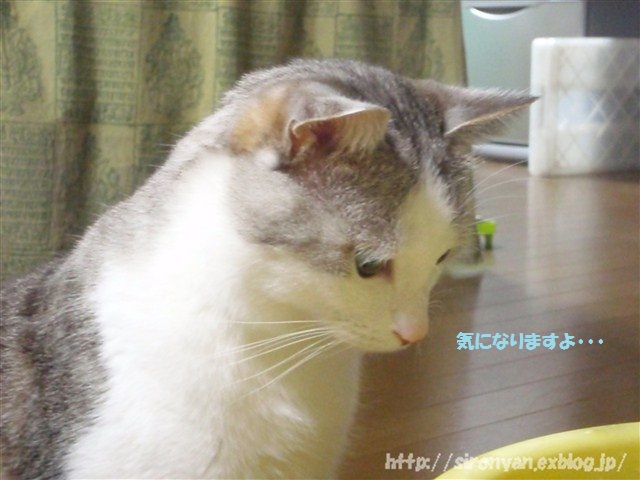 熱帯魚とねこ_a0159490_1583977.jpg