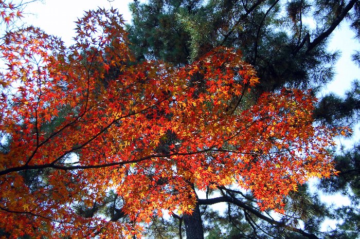 御所の紅葉_c0057390_22185021.jpg