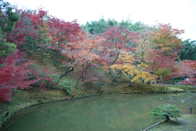 高台寺、北政所ねね様開創のお寺は静寂の中に気品がありました_d0181492_2244934.jpg