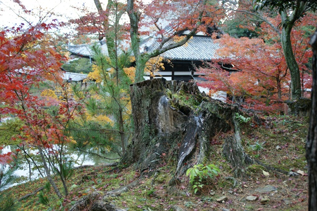 高台寺、北政所ねね様開創のお寺は静寂の中に気品がありました_d0181492_2261979.jpg
