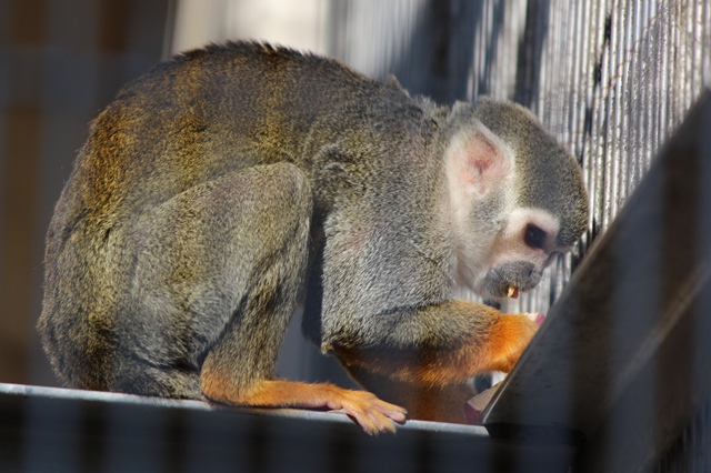 鞍ヶ池 動物園 2011-12-05_e0251895_21275796.jpg