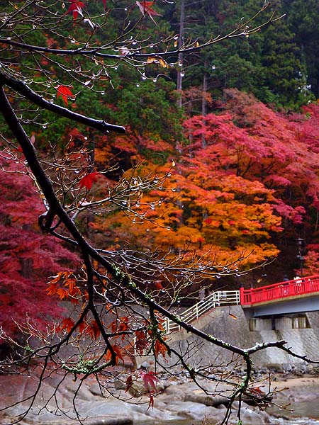 最後の紅葉＆最初のイルミ_e0204700_9524549.jpg