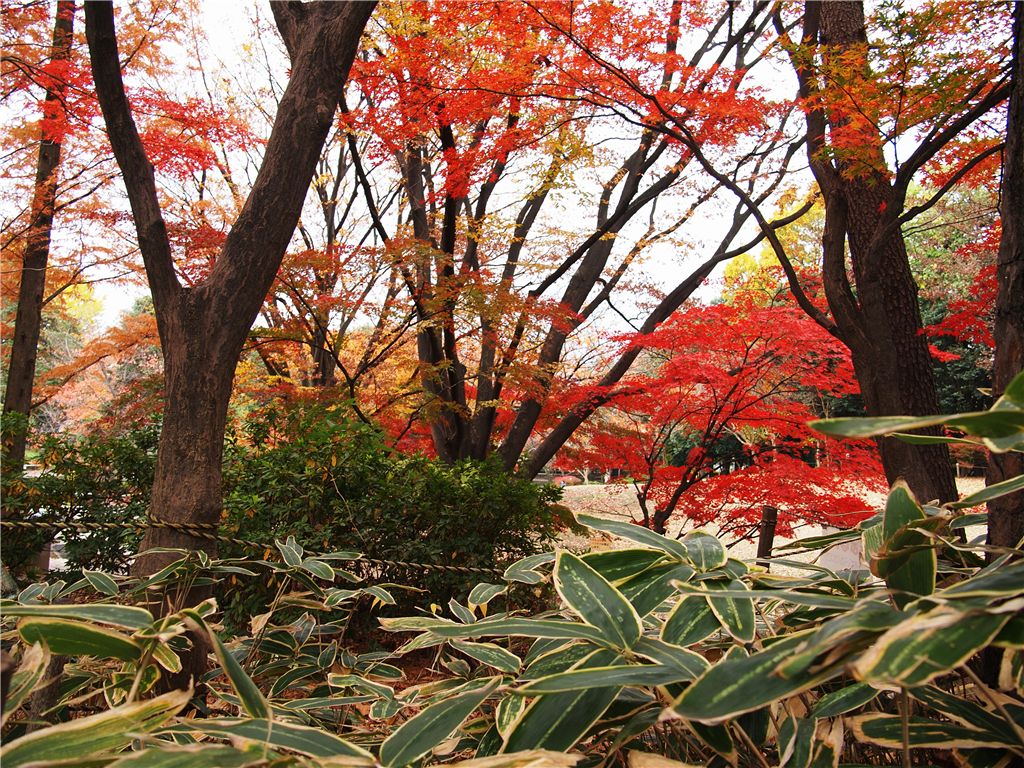 蚕糸の森公園の紅葉_f0224100_2353255.jpg