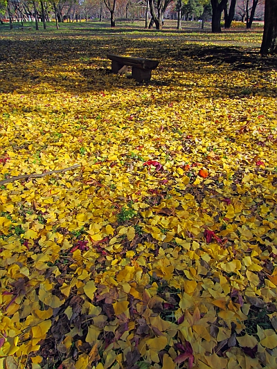 c0156908_945294.jpg