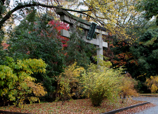 梨の木神社 紅葉後半の輝き_e0048413_19312349.jpg