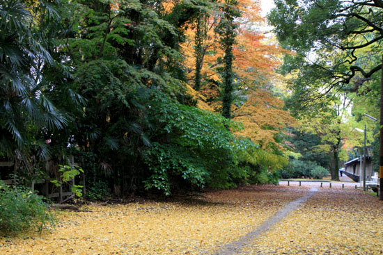 梨の木神社 紅葉後半の輝き_e0048413_19313965.jpg