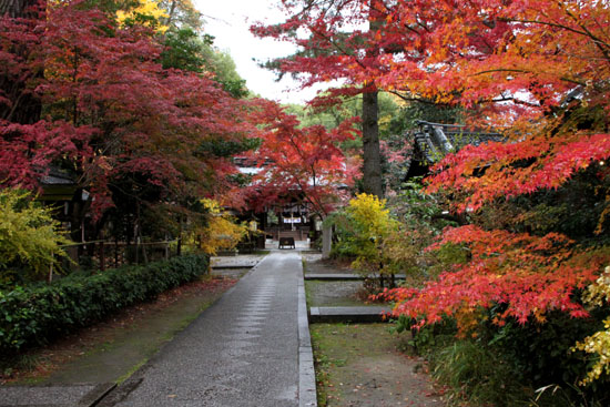 梨の木神社 紅葉後半の輝き_e0048413_19315040.jpg