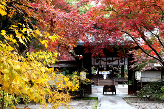 梨の木神社 紅葉後半の輝き_e0048413_1932221.jpg