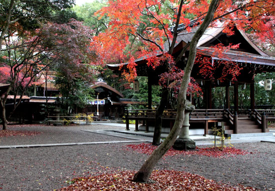 梨の木神社 紅葉後半の輝き_e0048413_19322319.jpg