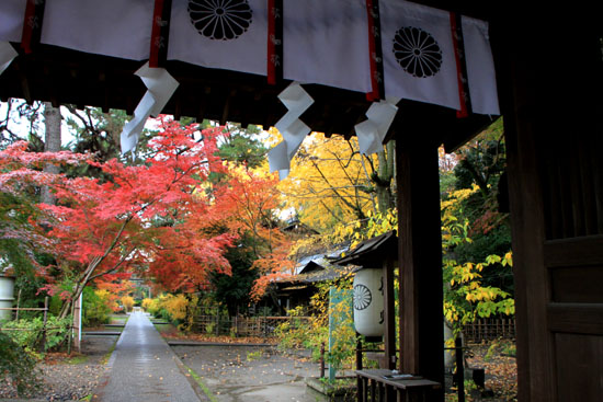 梨の木神社 紅葉後半の輝き_e0048413_19323334.jpg