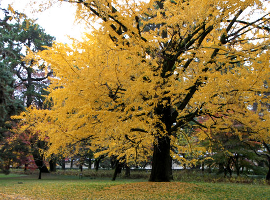 京都御苑　紅葉の盛り2_e0048413_20195961.jpg