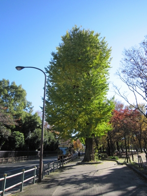 「東京藝術大学」よこをテクテク_e0045719_20341841.jpg