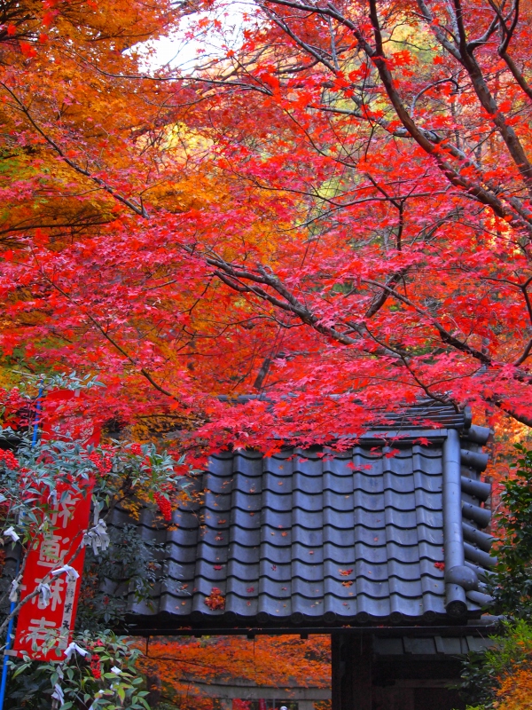 京都　東西南北　爆走＆忘年会 どや！です_d0252924_10572529.jpg