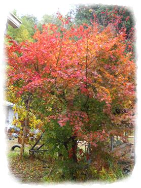 c0146127_0434791.gif
