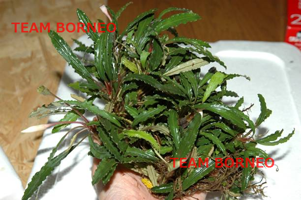 Bucephalandra sp. Sekadau1大株 : It's a small aqua world!