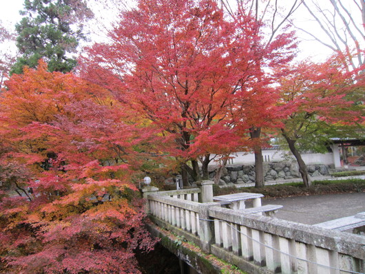 京都の紅葉　　　その３　　　　　　亀井　　陸雄_b0012636_20373764.jpg