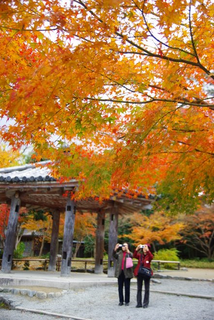 再び京都へ　宇治　平等院_e0171336_1254993.jpg