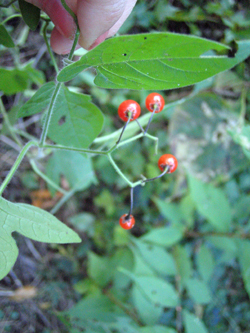 e0110940_2046233.jpg