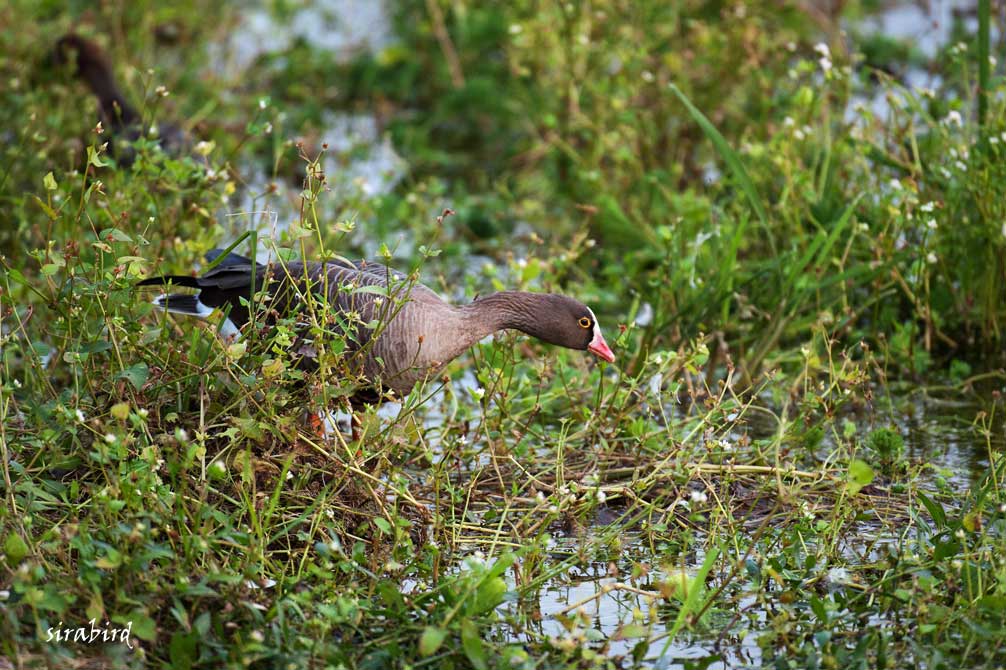 カリガネ（★追記型　雁金、全長約58㎝）2011年分_d0238245_21101627.jpg