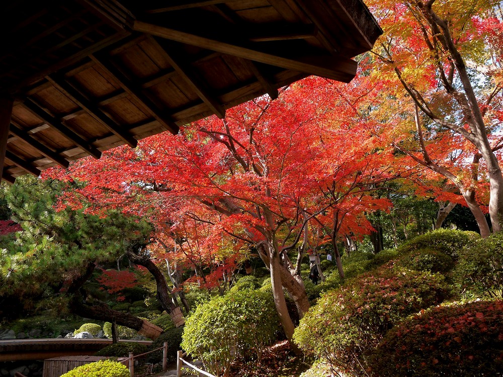 紅葉・黄葉_b0093754_20341773.jpg