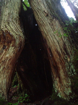 屋久島リトリート・３日目_a0061057_20151614.jpg