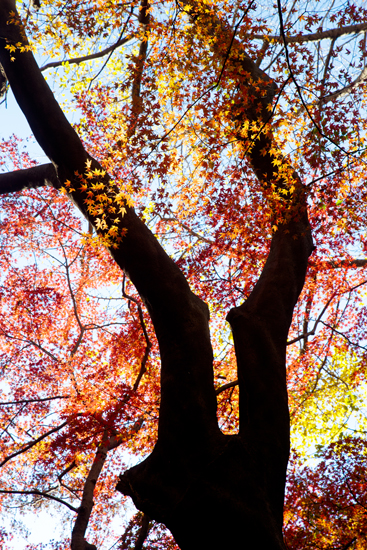 獅子舞の紅葉。_b0022268_12434225.jpg