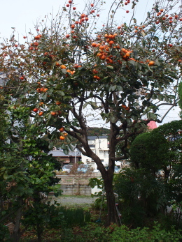 d0163670_1056827.jpg