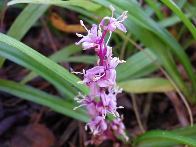 『吉祥草（キチジョウソウ）の花』_d0054276_20585422.jpg