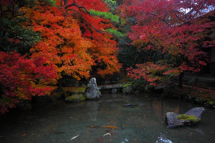 蓮華寺_e0051888_14713.jpg