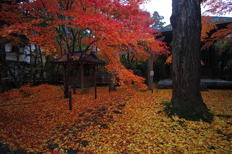 蓮華寺_e0051888_1481976.jpg