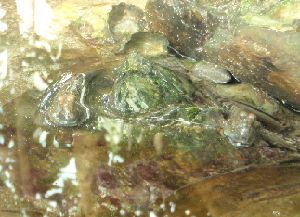 大いなる海 ~ アクアマリンふくしまにて _a0096989_2122843.jpg